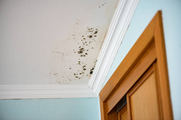 Best Professional Mold Removal  in River Ridge, FL