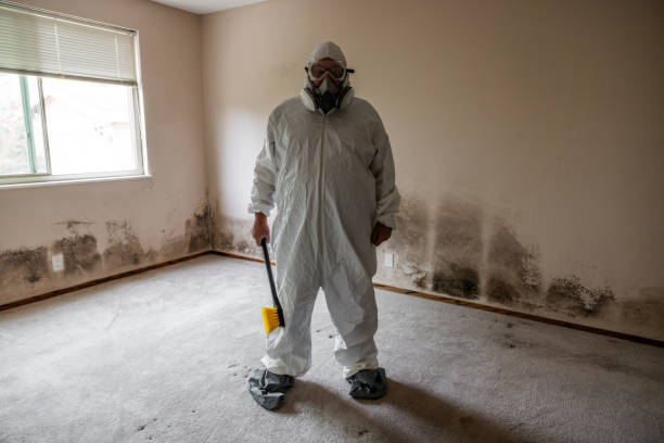 Best Certified Mold Removal  in River Ridge, FL